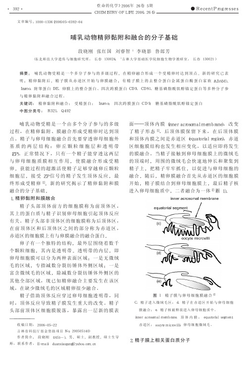 哺乳动物精卵黏附和融合的分子基础