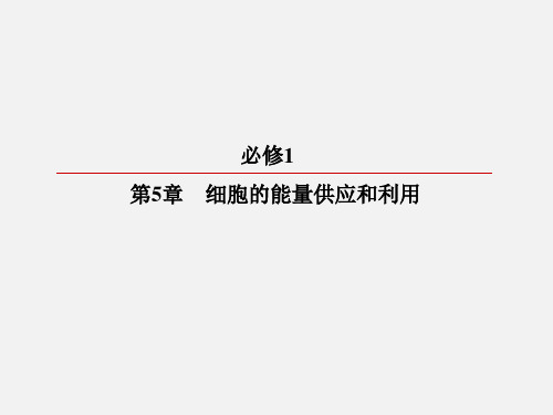 高考生物 一轮复习 细胞的能量供应和利用 第4节 能量之源-光与光合作用 新人教必修1