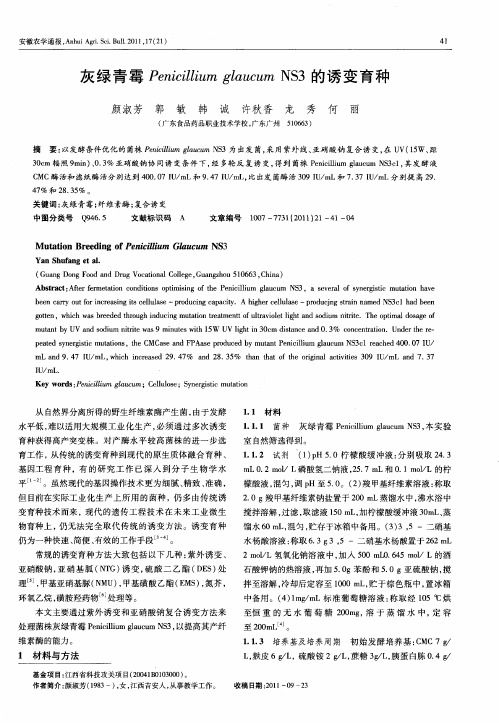 灰绿青霉Penicillium glaucum NS3的诱变育种
