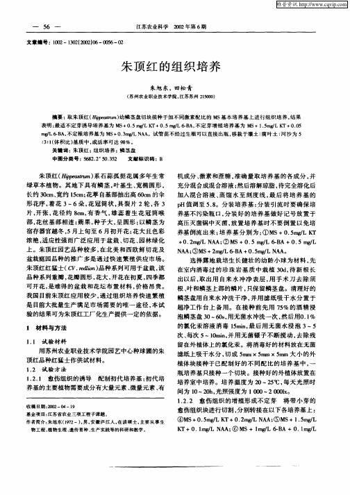 朱顶红的组织培养