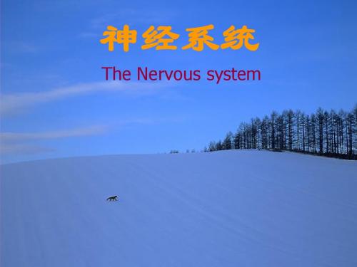 神经系统总论