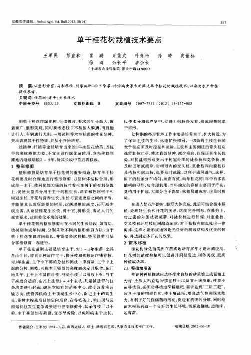 单干桂花树栽植技术要点