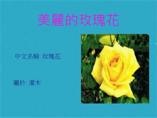 美丽的玫瑰花ppt课件(共9张PPT)