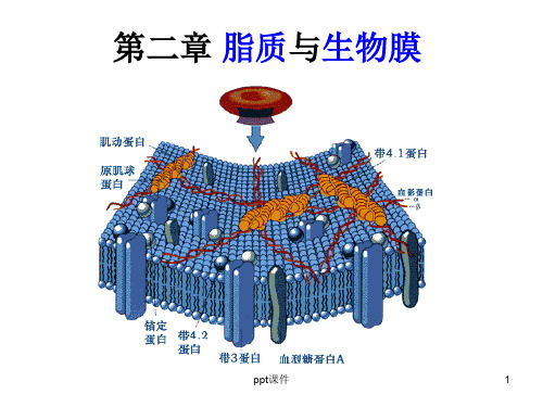 第二章脂质与生物膜  ppt课件