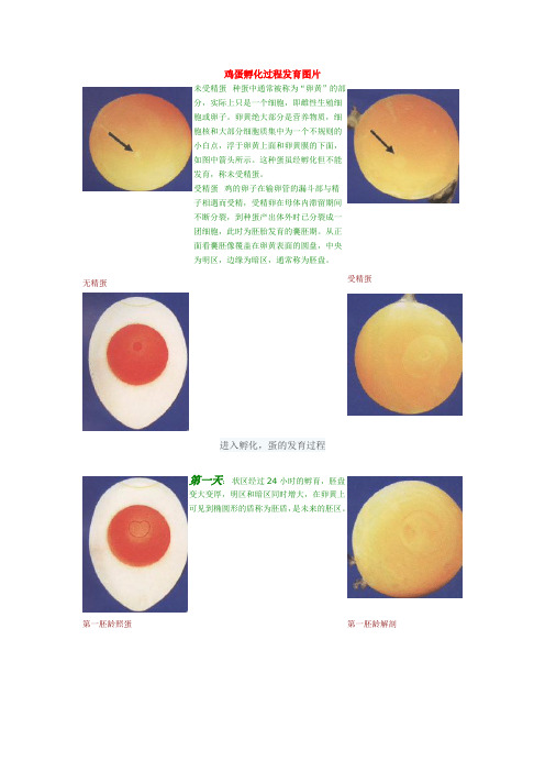 鸡蛋孵化过程发育图片
