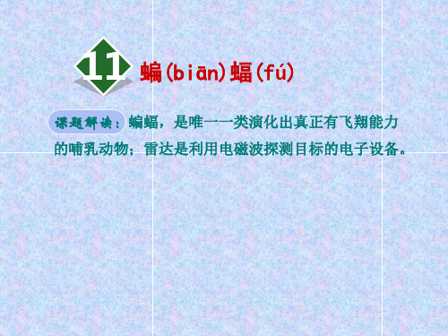 人教版四年级下册语文精品11蝙蝠和雷达PPT课件