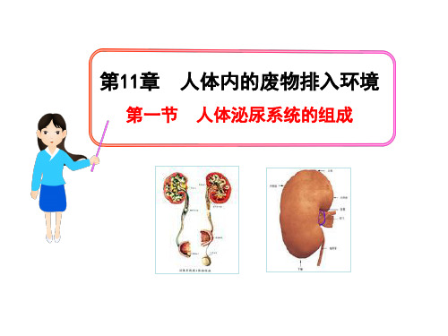 苏教版初中初一七年级下册生物：人体泌尿系统的组成_课件1