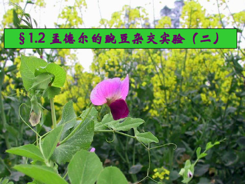 人教版生物必修二1.2孟德尔的豌豆杂交实验(二)课件