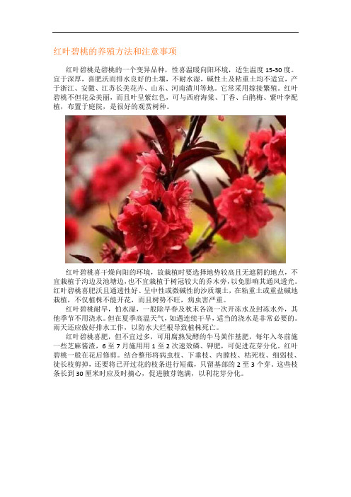 红叶碧桃的养殖方法和注意事项