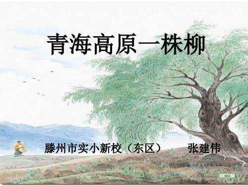 《青海高原一株柳》PPT课件