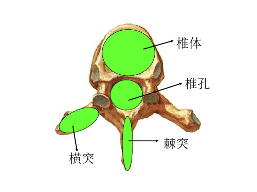 解剖学各部位图谱—附注解