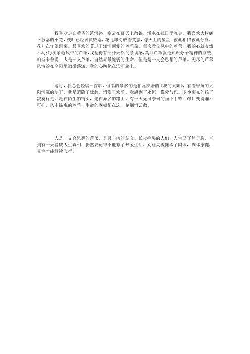 风中的芦苇