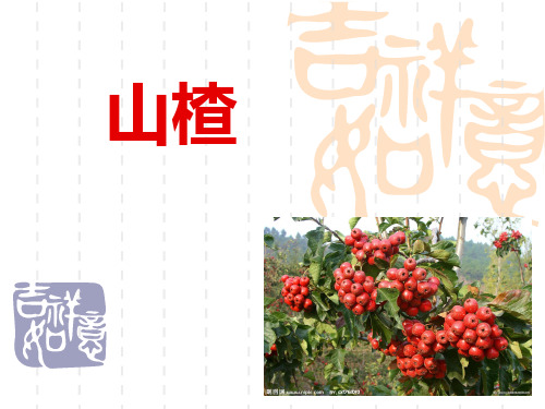 山楂