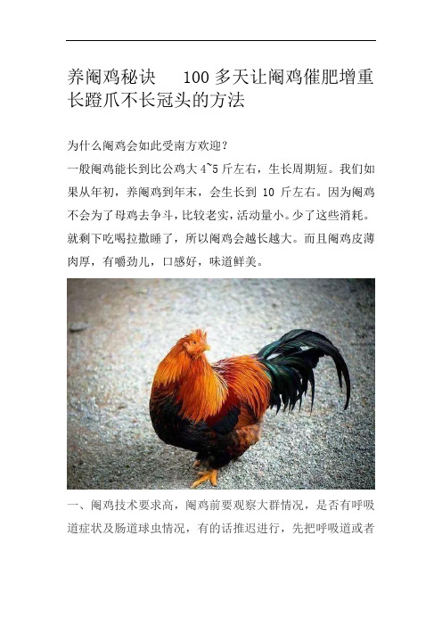 养阉鸡秘诀   100多天让阉鸡催肥增重长蹬爪不长冠头的方法