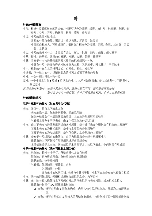 叶的外形和结构解剖