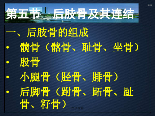 家畜解剖学--后肢骨及其连结  ppt课件