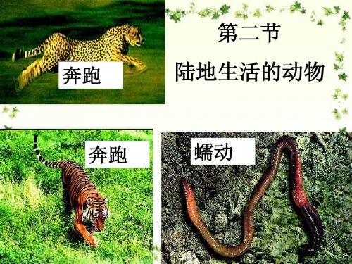 各种环境中的动物