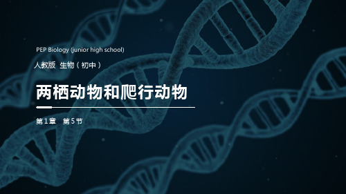 《两栖动物和爬行动物》精品课件-人教版八年级生物上册PPT课件