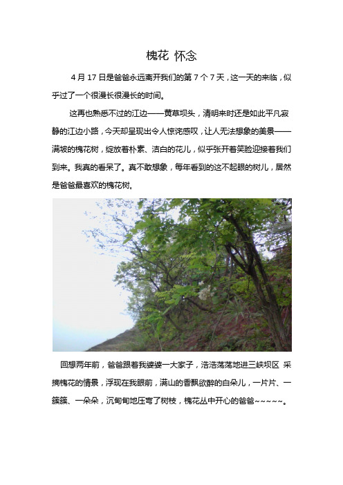 槐花 怀念