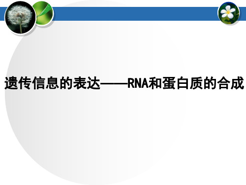 遗传信息的表达——RNA和蛋白质的合成