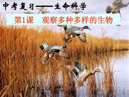 第1课 观察多种多样的生物