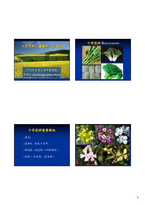 分类3-十字花科、蔷薇科、芸香科