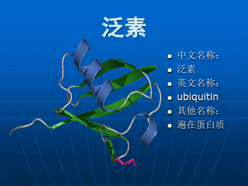 泛素