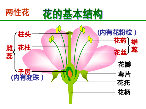 八年级生物重点图