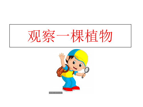 一年级上册科学课件-1.2《观察一棵植物》(ppt 25页)-(教科版)
