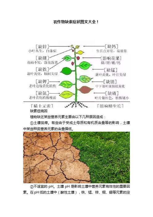 农作物缺素症状图文大全！