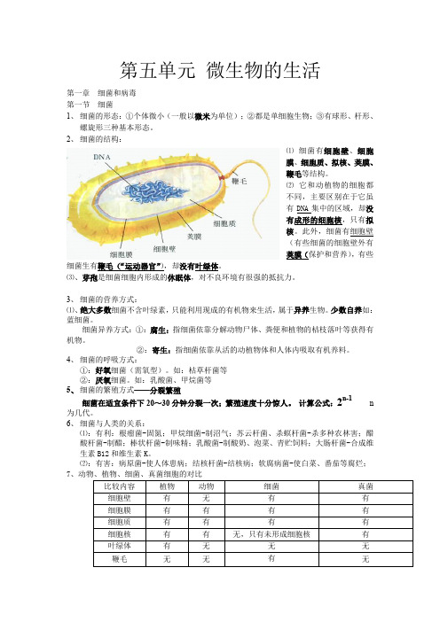 冀教版生物八上微生物知识点整理