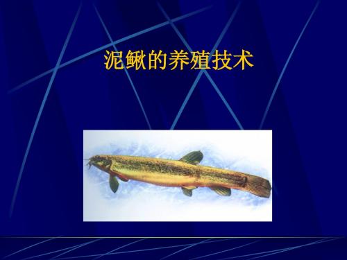 泥鳅2