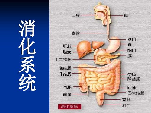 消化系统疾病PPT演示课件