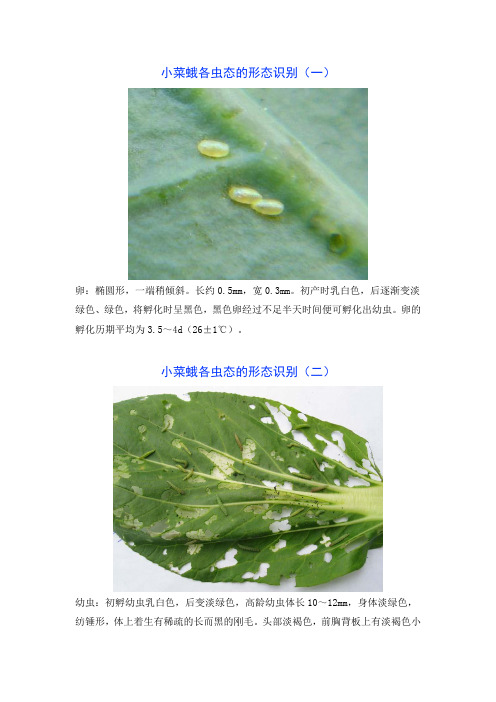 小菜蛾识别