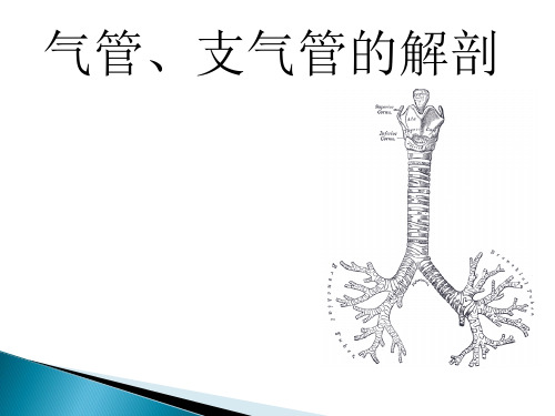 气管支气管解剖