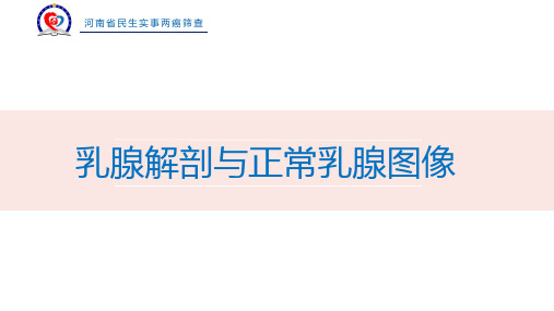 1乳腺生理与解剖