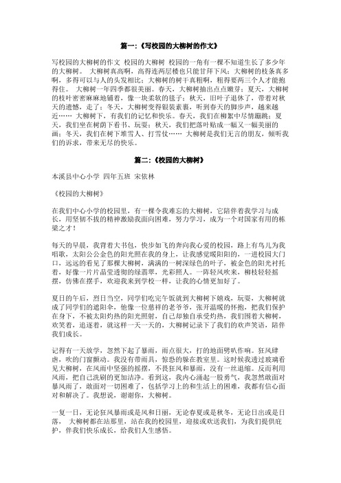 校园里的大柳树作文
