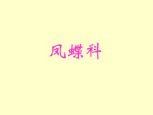 世界名蝶鉴赏