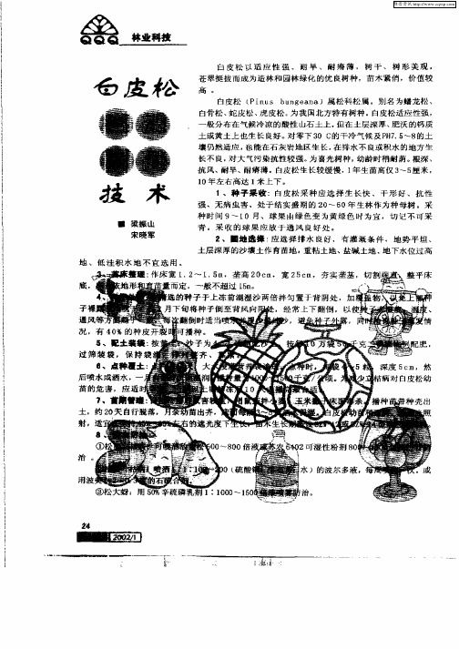 白皮公容器育苗技术