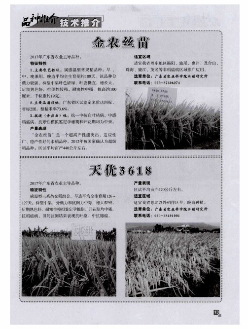 金农丝苗