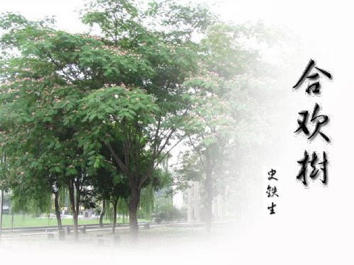 高中语文人教选修《中国现代诗歌散文欣赏》课件：散文部分 第三单元 一粒沙里见世界--合欢树(共43张PPT)