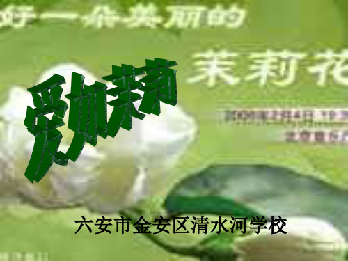 爱如茉莉 PPT