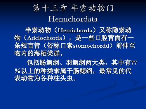 《半索动物门》PPT课件
