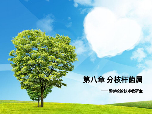 第八章 分枝杆菌属