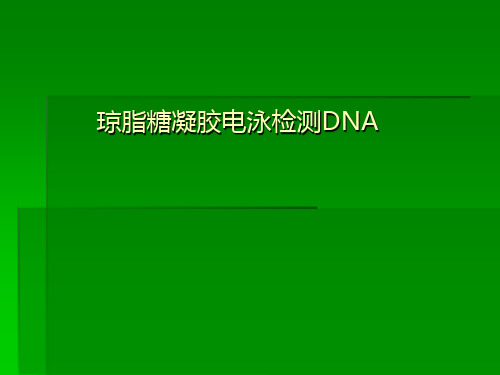 琼脂糖凝胶的制备琼脂糖凝胶液的制备