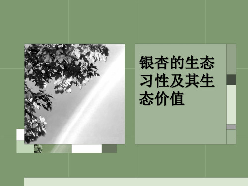 银杏的生态习性及其生态价值