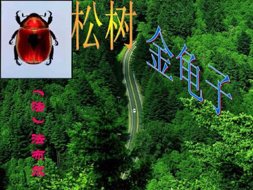 16松树金龟子课件