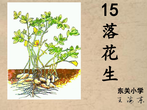 五年级上册语文课件-4.15 落花生 ｜人教新课标  (共27张PPT)