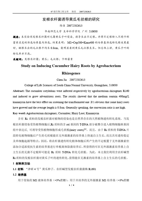毛状根