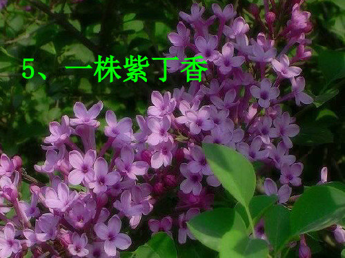 人教版小学二年级下册语文：《一株紫丁香》